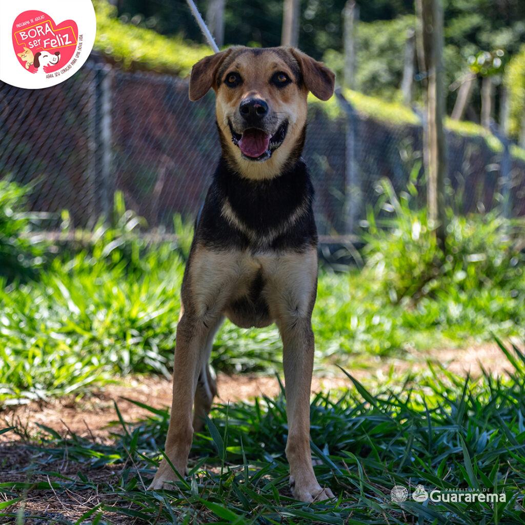 Bora Ser Feliz: Guararema transforma vidas com adoção responsável e cuidado animal 1 bora ser feliz guararema transforma vidas com adocao responsavel e cuidado animal 01