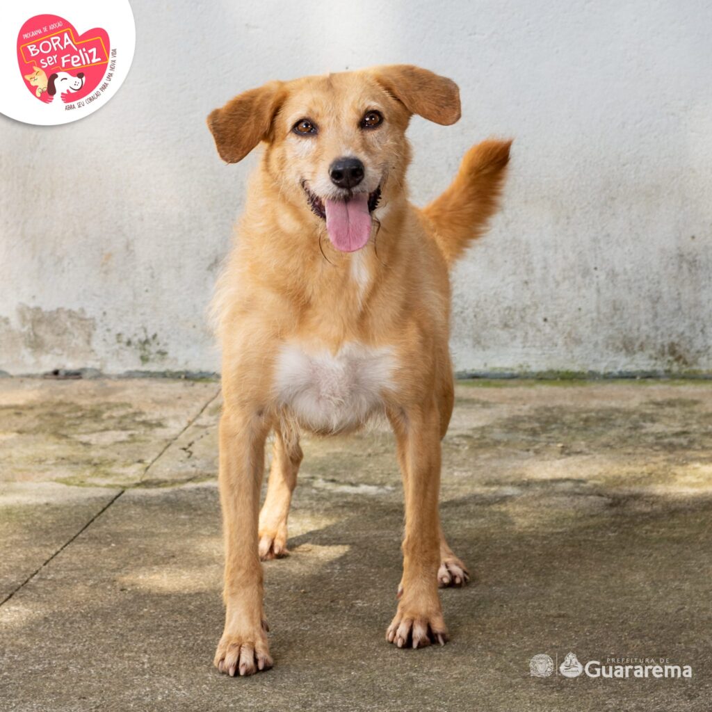 Bora Ser Feliz: Guararema transforma vidas com adoção responsável e cuidado animal 2 bora ser feliz guararema transforma vidas com adocao responsavel e cuidado animal 04