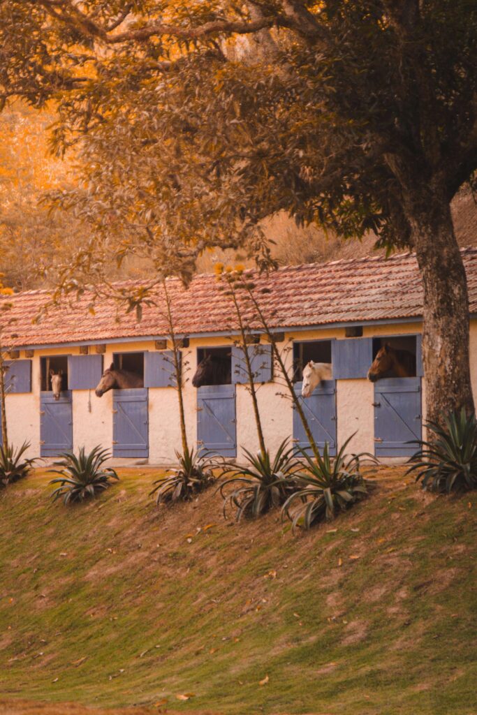 haras fazenda alto da boa vista bem estar cavalos e natureza em guararema 2 1
